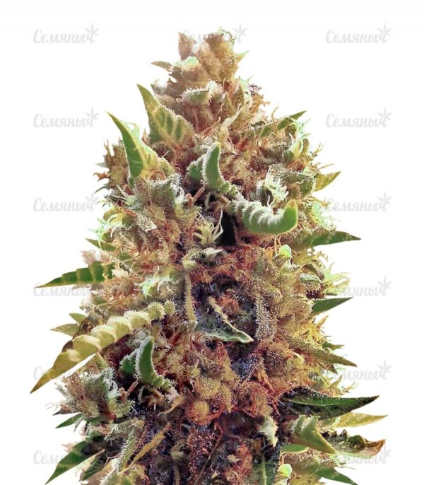Семена сорта Purple Moby Dick (Dinafem Seeds)