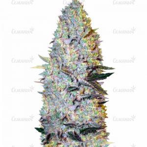 Семена сорта Auto Xtreme (Dutch Passion)
