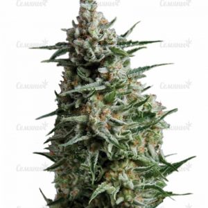 Семена сорта Acid (Paradise Seeds)