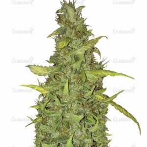 Семена сорта Arjan's Ultra Haze #2