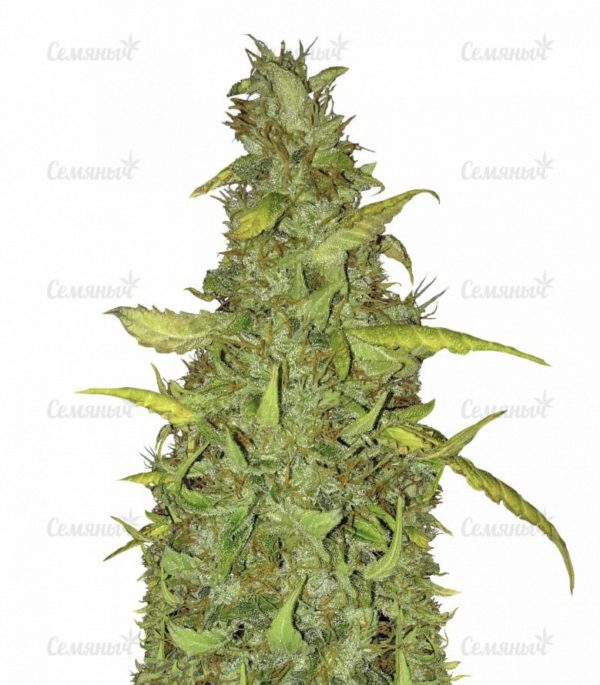 Семена сорта Arjan's Ultra Haze #2