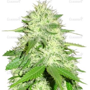 Семена сорта Strawberry Cake (Heavyweight Seeds)