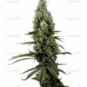 Семена сорта CBD Skunk Haze (Dutch Passion)