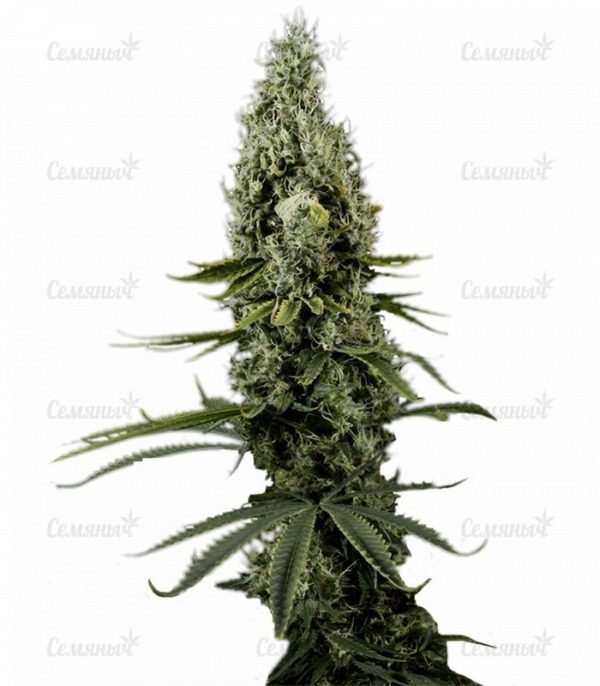 Семена сорта CBD Skunk Haze (Dutch Passion)