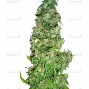 Семена сорта Sativa Champions Pack (Paradise Seeds)