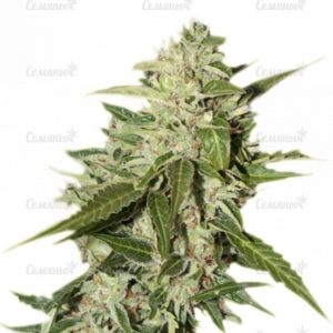 Семена сорта Cheese (GHS)