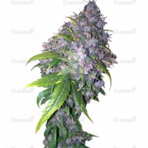 Семена сорта Auto Ak (Grass-O-Matic)