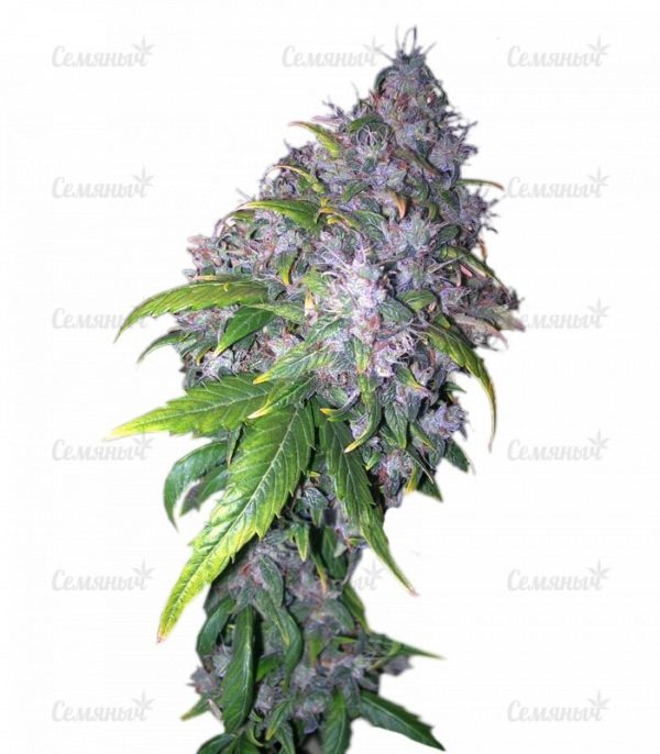 Семена сорта Auto Ak (Grass-O-Matic)