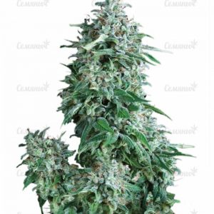 Семена сорта Critical + (Dinafem Seeds)