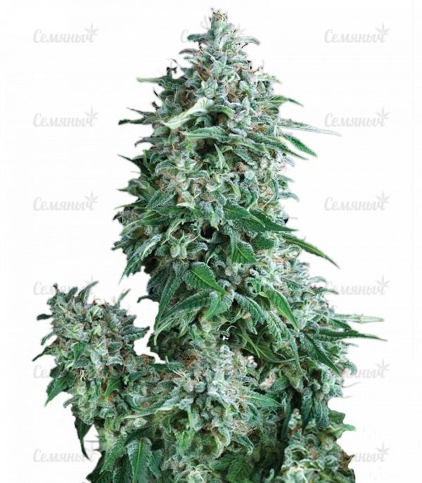 Семена сорта Critical + (Dinafem Seeds)