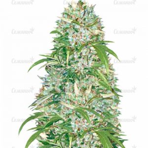 Семена сорта Sugar Bomb Punch fem (Dutch Passion)