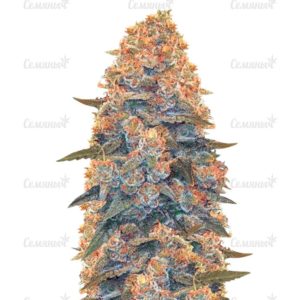 Семена сорта Auto OG Kush (Victory Seeds)