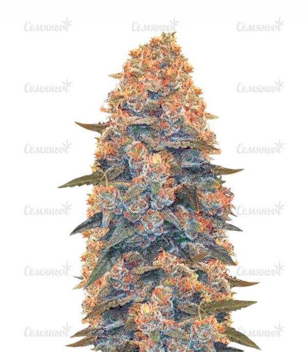 Семена сорта Auto OG Kush (Victory Seeds)
