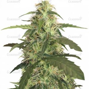 Семена сорта Shark Attack (Dinafem Seeds)