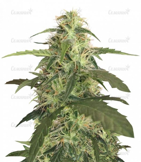 Семена сорта Shark Attack (Dinafem Seeds)