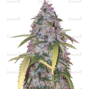 Семена сорта Auto Original Berry (Victory Seeds)