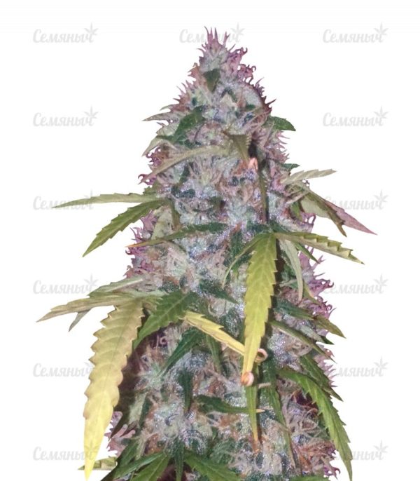 Семена сорта Auto Original Berry (Victory Seeds)