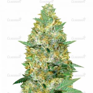 Семена сорта Auto Green Wild Shark (Auto Great White Shark)