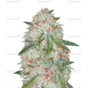 Семена сорта Auto Original Limonade Skunk (Victory Seeds)