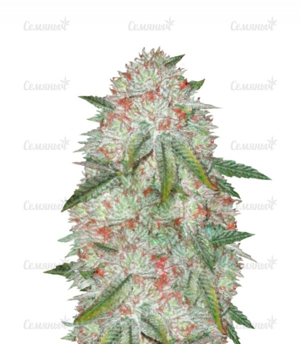 Семена сорта Auto Original Limonade Skunk (Victory Seeds)