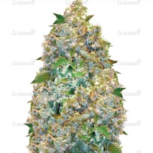 Семена сорта Sweet Cheese (Sweet Seeds)