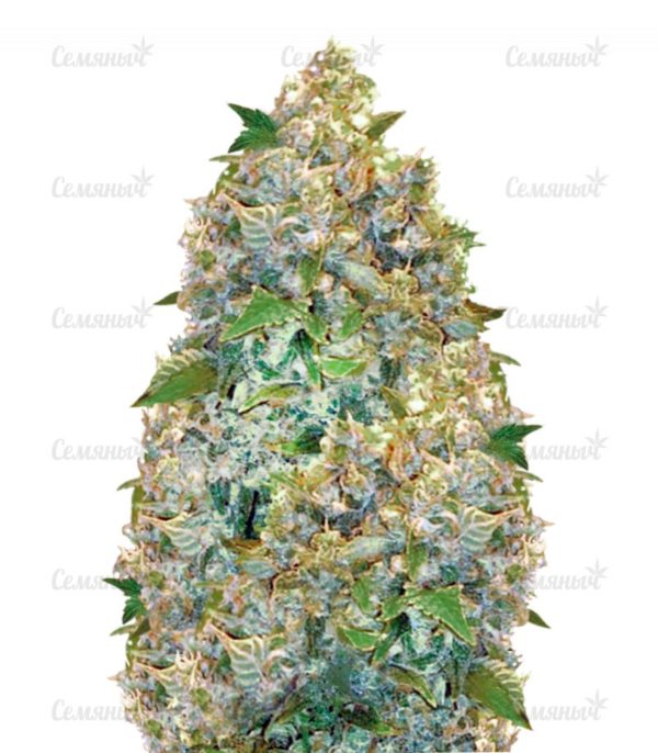 Семена сорта Sweet Cheese (Sweet Seeds)