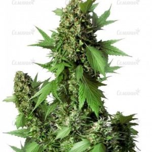 Семена сорта Purple #1 (Dutch Passion)