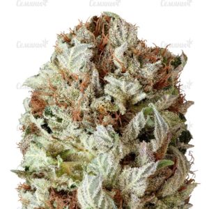Семена сорта Bubba Kush Autoflowering (Dinafem Seeds)