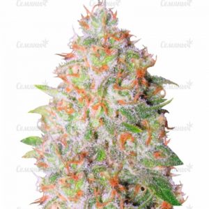Семена сорта Auto Torpedo (VIP seeds)