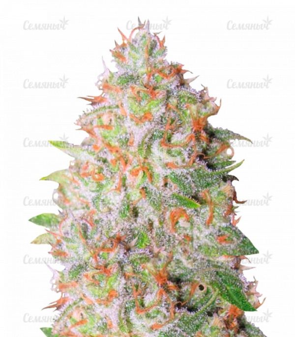 Семена сорта Auto Torpedo (VIP seeds)
