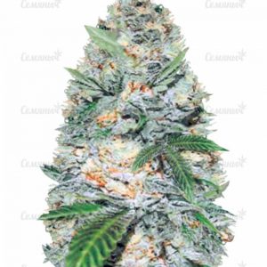 Семена сорта Ketama (World of Seeds)