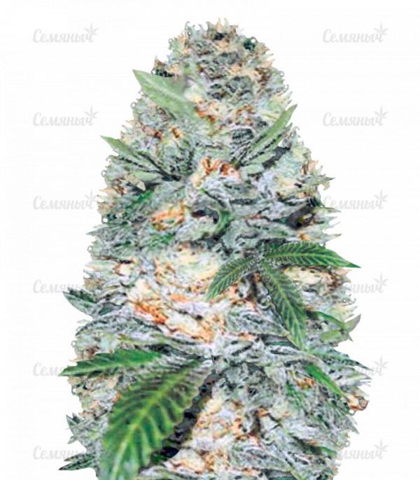 Семена сорта Ketama (World of Seeds)