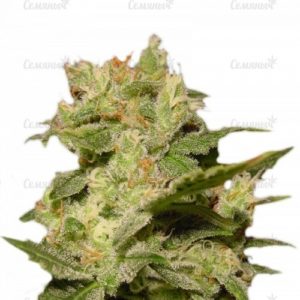 Семена сорта Afghan Kush X White Widow (World of Seeds)