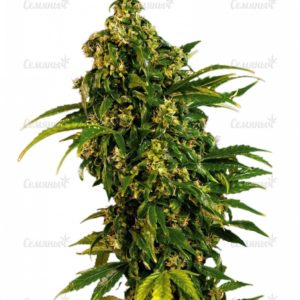 Семена сорта Shark (Pyramid Seeds)