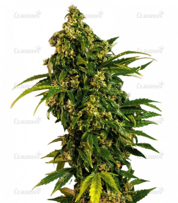 Семена сорта Shark (Pyramid Seeds)