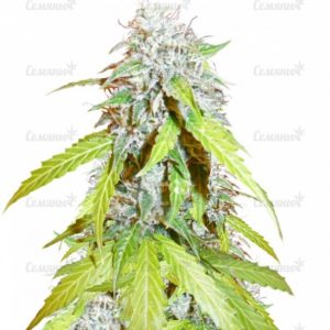 Семена сорта Kaya Gold (Nirvana Seeds)