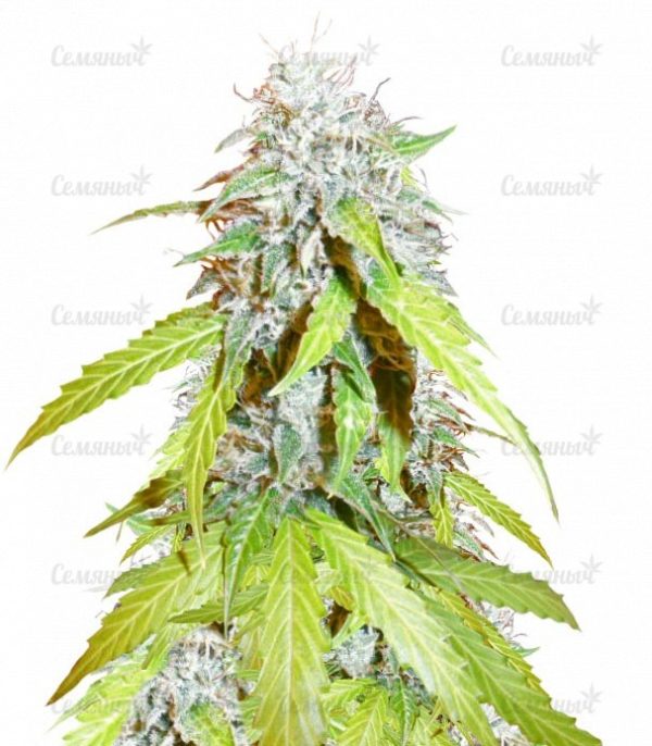 Семена сорта Kaya Gold (Nirvana Seeds)