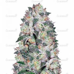 Семена сорта Auto Seemango (Victory Seeds)