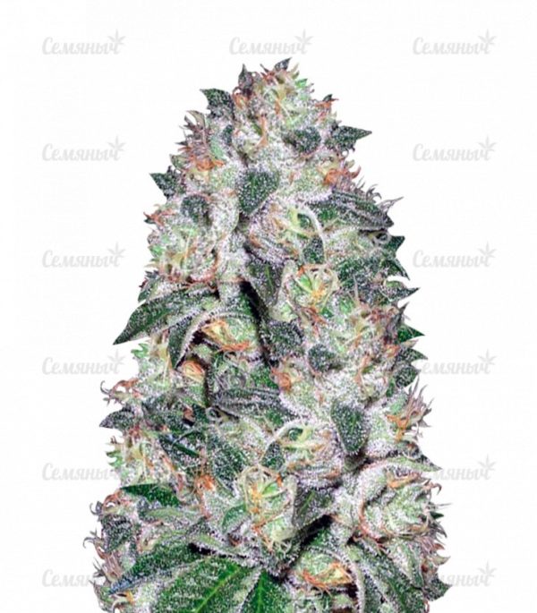 Семена сорта Auto Seemango (Victory Seeds)