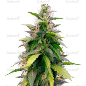 Семена сорта Love Peace (VIP Seeds)