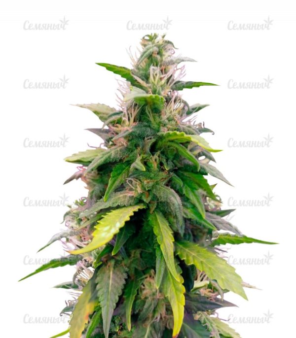 Семена сорта Love Peace (VIP Seeds)