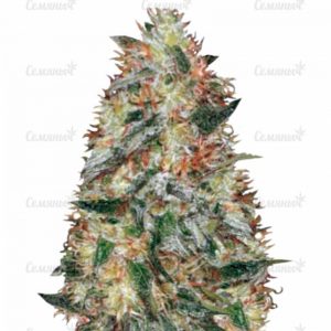 Семена сорта Amnesia Vip (VIP seeds)