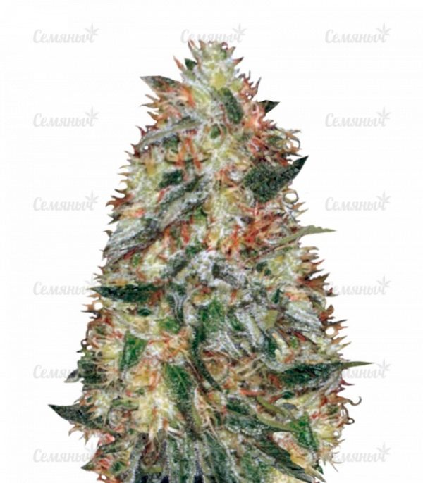 Семена сорта Amnesia Vip (VIP seeds)