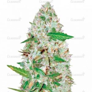 Семена сорта Critical VIP (VIP seeds)