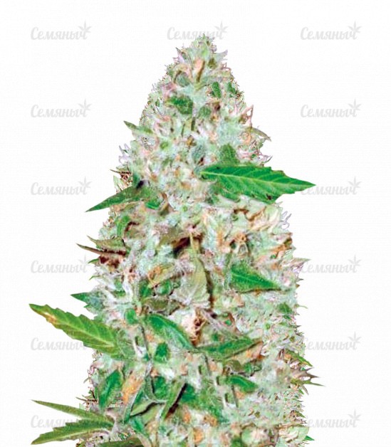 Семена сорта Critical VIP (VIP seeds)
