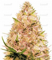 Семена сорта Chingis Khan (VIP seeds)