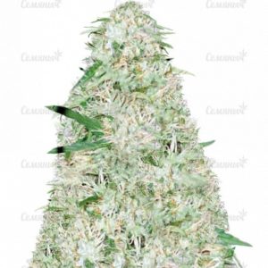 Семена сорта Red Purps (Female Seeds)