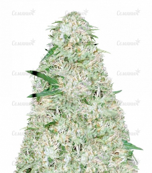 Семена сорта Red Purps (Female Seeds)