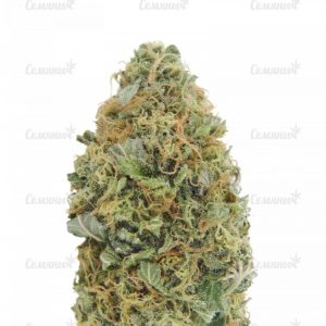Семена сорта Indian Kush (VIP seeds)