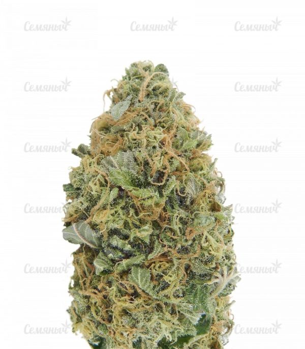 Семена сорта Indian Kush (VIP seeds)